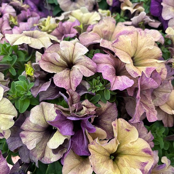 Petunia 'Blueberry Shake' F1 - Seeds