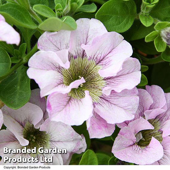 Petunia 'Bridal Blush'