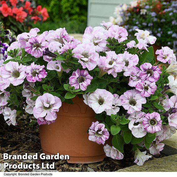 Petunia 'Bridal Blush'