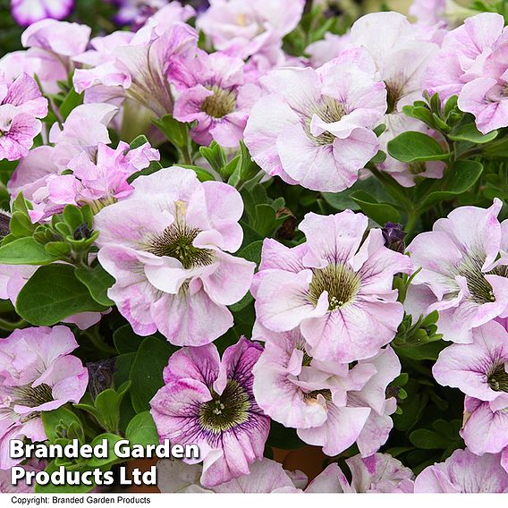 Petunia 'Bridal Blush'