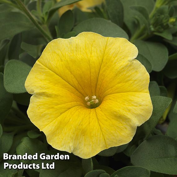 Petunia 'Caliburst Petchoa Yellow'