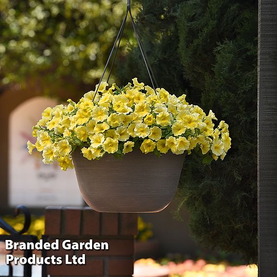 Petunia 'Caliburst Petchoa Yellow'