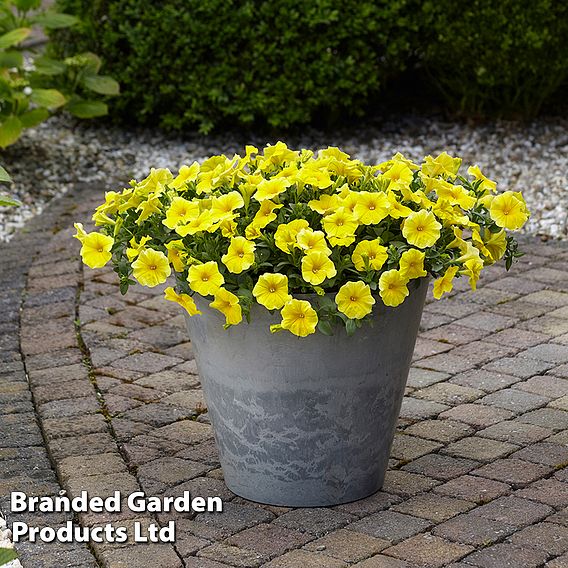 Petunia 'Caliburst Petchoa Yellow'