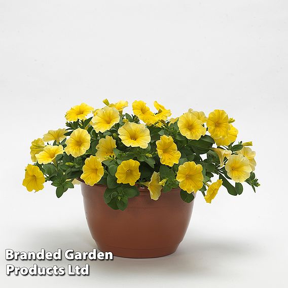 Petunia 'Caliburst Petchoa Yellow'