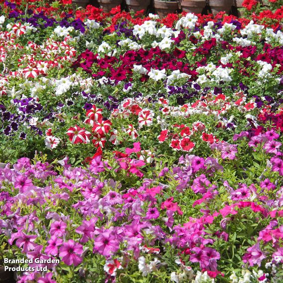 Petunia 'F2 Cheerful Mix' - Seeds