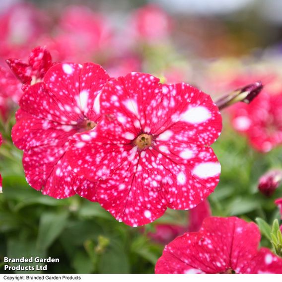 Petunia 'Cherry Sky'