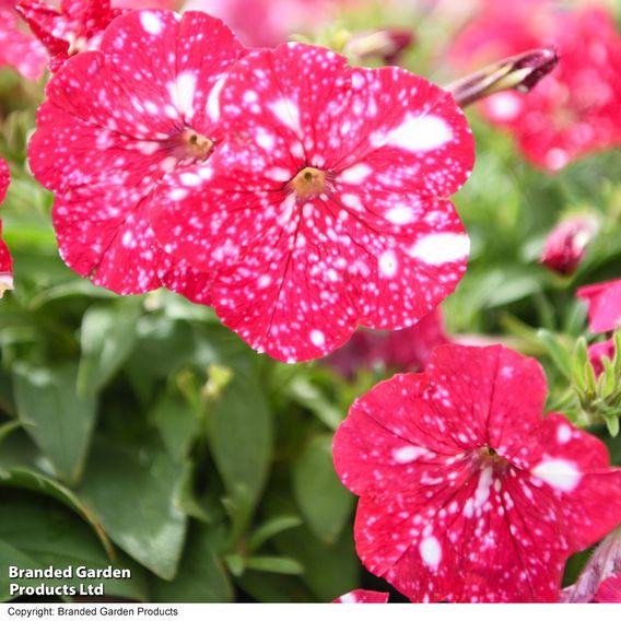 Petunia 'Cherry Sky'
