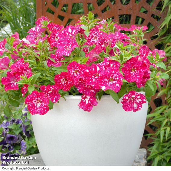 Petunia 'Cherry Sky'