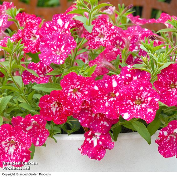 Petunia 'Cherry Sky'