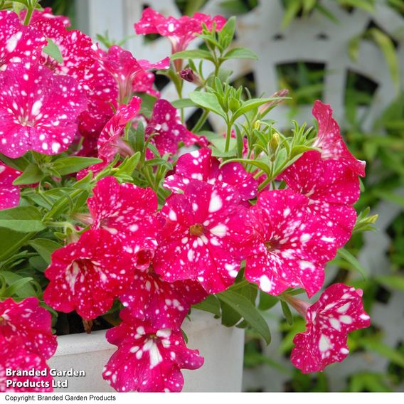 Petunia 'Cherry Sky'