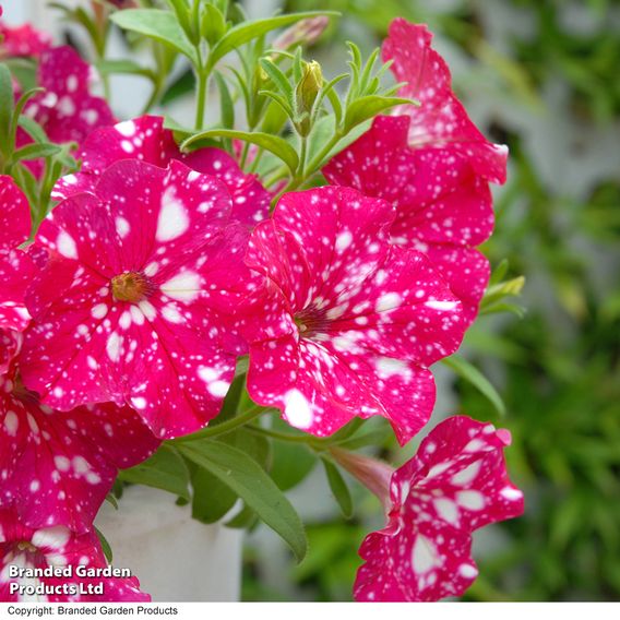 Petunia 'Cherry Sky'