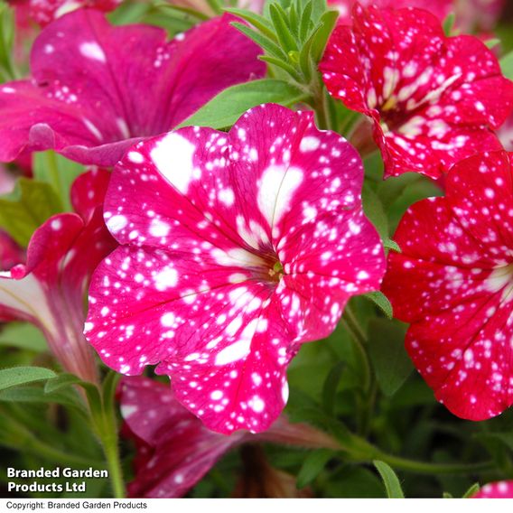 Petunia 'Cherry Sky'