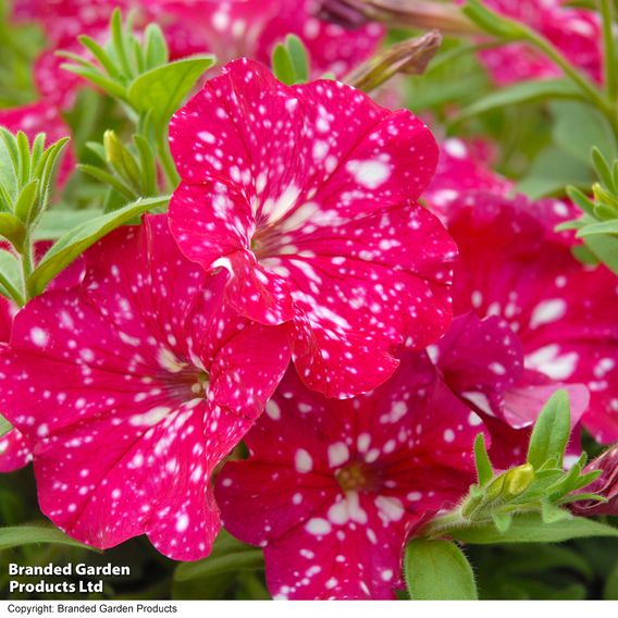 Petunia 'Cherry Sky'