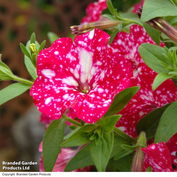 Petunia 'Cherry Sky'