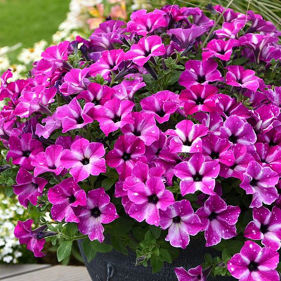 Petunia 'Circus Sky'