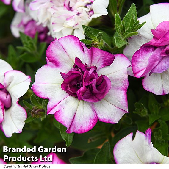 Petunia 'Tumbelina Nicola'