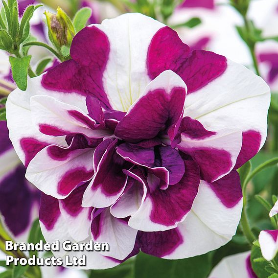 Petunia 'Frills & Spills™ Damson Ripple'