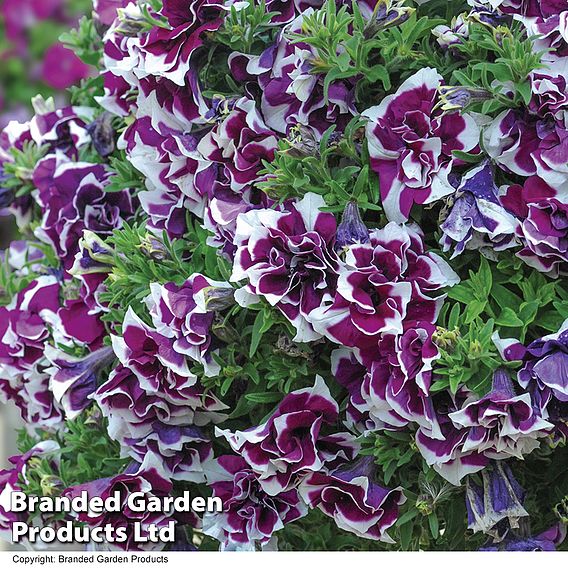 Petunia 'Frills & Spills™ Damson Ripple'