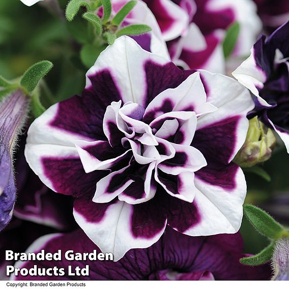 Petunia 'Frills & Spills™ Damson Ripple'