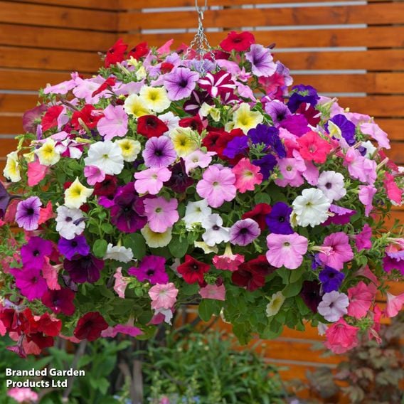 Petunia 'Easy Wave Ultimate Mixed'