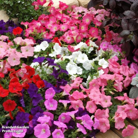 Petunia 'Easy Wave Ultimate Mixed'