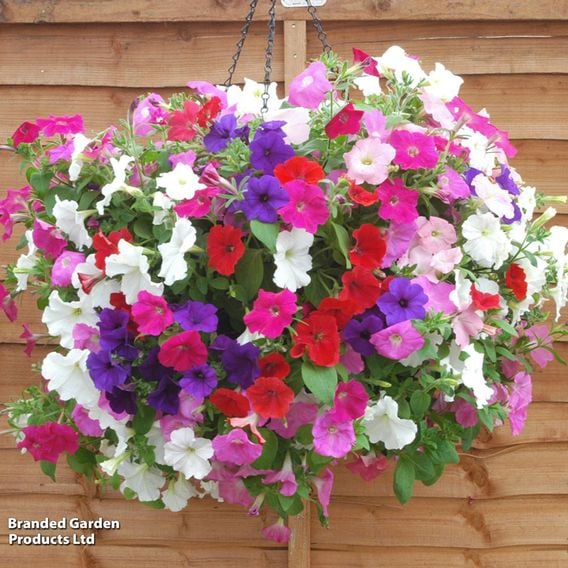 Petunia 'Easy Wave Ultimate Mixed'