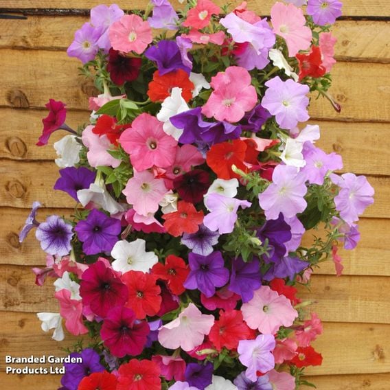 Petunia 'Easy Wave Ultimate Mixed'