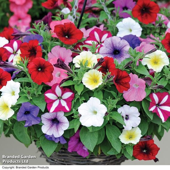 Petunia 'Easy Wave Ultimate Mixed'