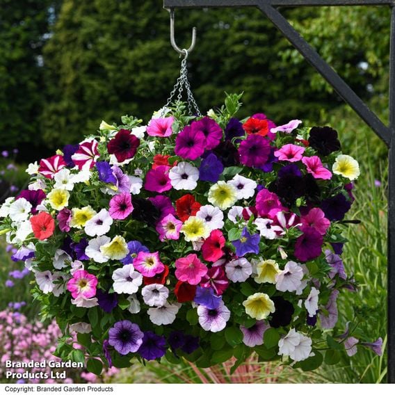 Petunia 'Easy Wave Ultimate Mixed'