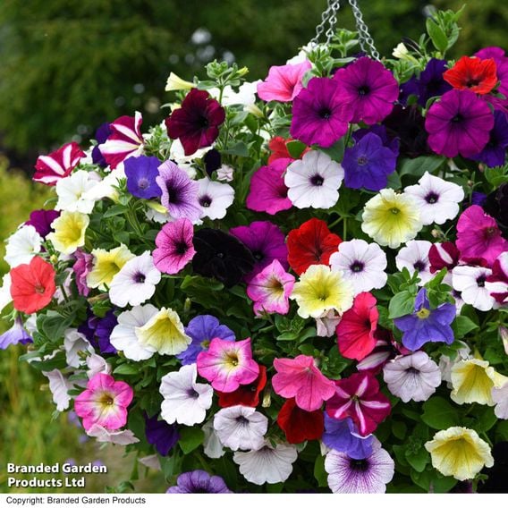Petunia 'Easy Wave Ultimate Mixed'
