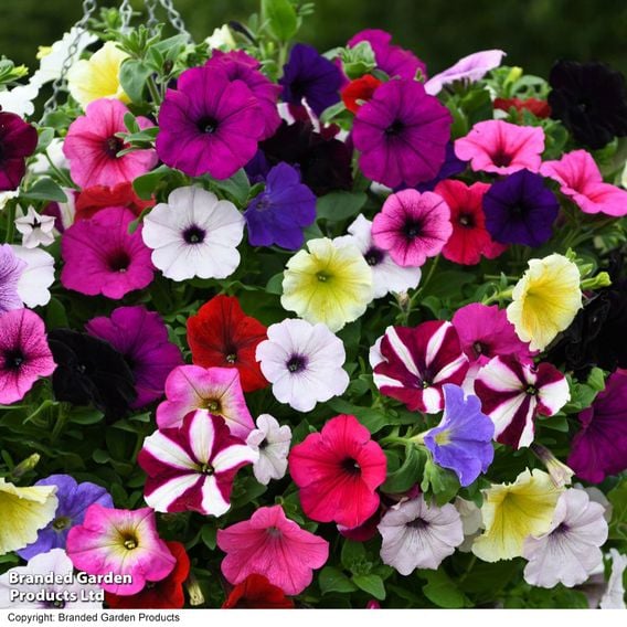 Petunia 'Easy Wave Ultimate Mixed'