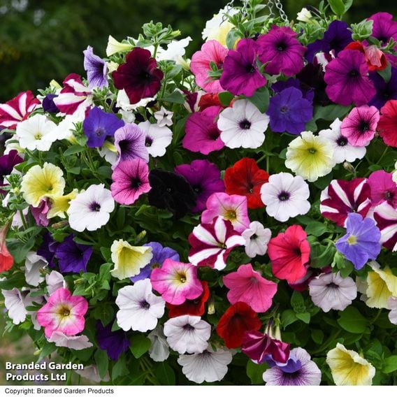 Petunia 'Easy Wave Ultimate Mixed'