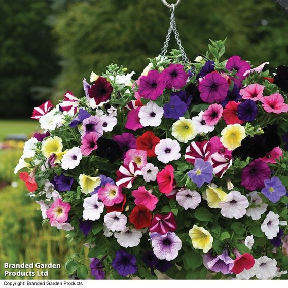 Petunia 'Easy Wave Ultimate Mixed'