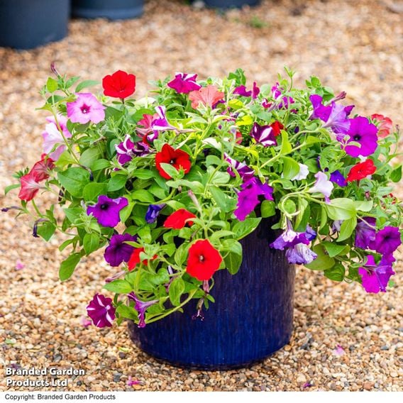 Petunia 'Easy Wave Ultimate Mixed'