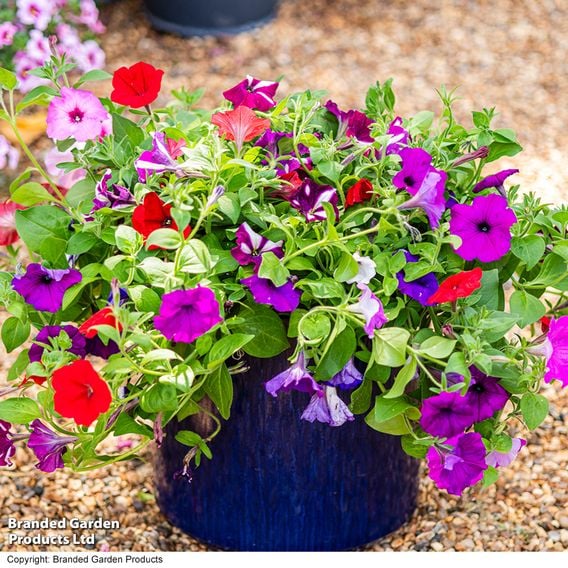 Petunia 'Easy Wave Ultimate Mixed'