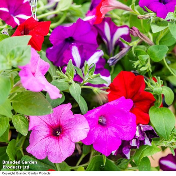 Petunia 'Easy Wave Ultimate Mixed'