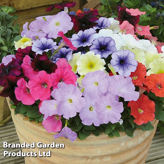 Petunia 'Frenzy Mixed' F1 Hybrid