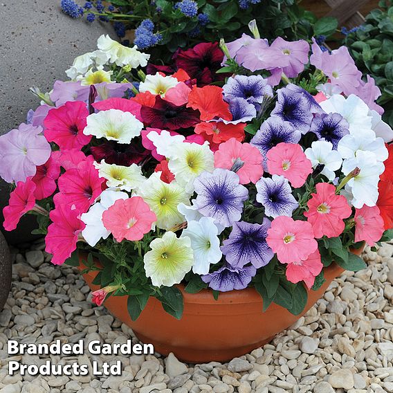 Petunia 'Frenzy Mixed' F1 Hybrid