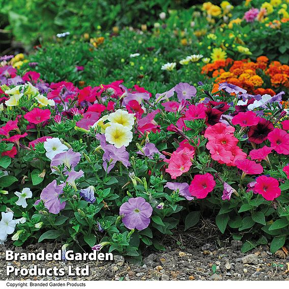 Petunia 'Frenzy Mixed' F1 Hybrid