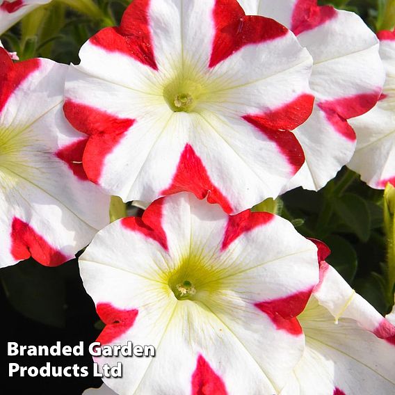 Petunia 'Amore™ King of Hearts'