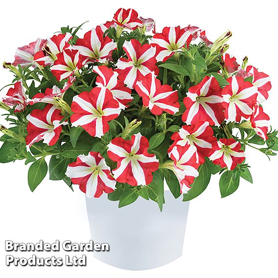 Petunia 'Amore™ King of Hearts'