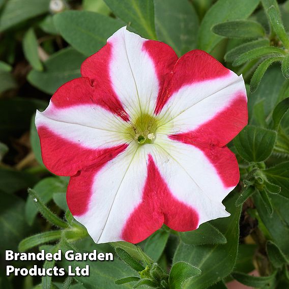 Petunia 'Amore™ King of Hearts'