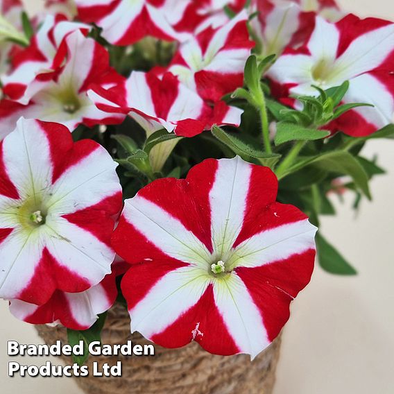 Petunia 'Amore™ King of Hearts'