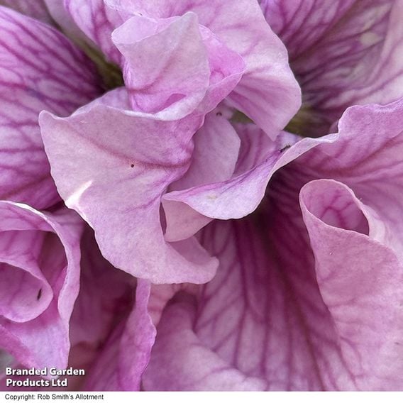 Petunia 'Allegra Orchid Vein'