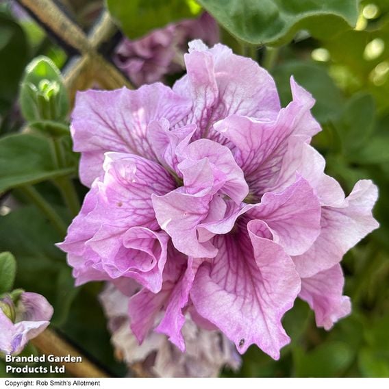 Petunia 'Allegra Orchid Vein'