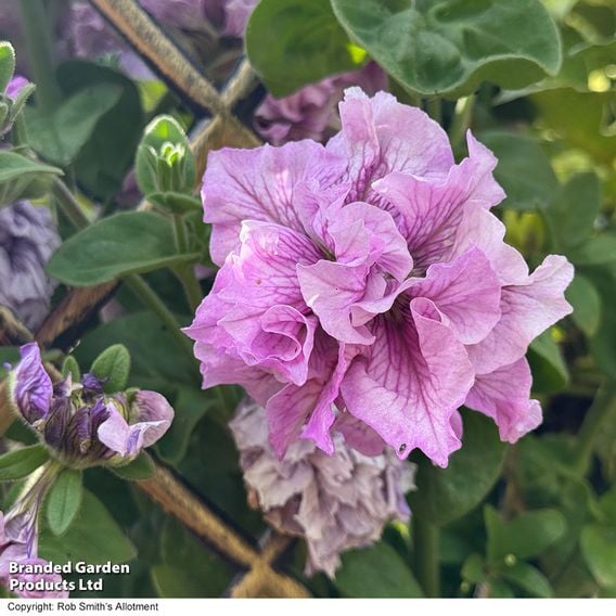 Petunia 'Allegra Orchid Vein'