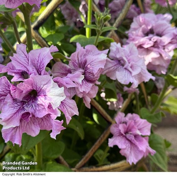 Petunia 'Allegra Orchid Vein'