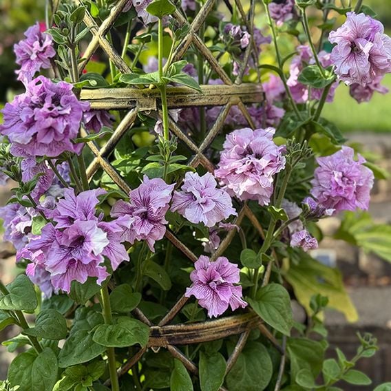 Petunia 'Allegra Orchid Vein'