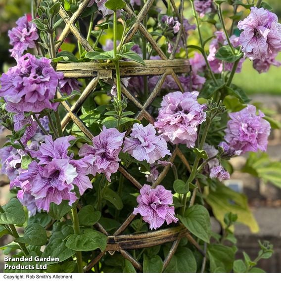 Petunia 'Allegra Orchid Vein'
