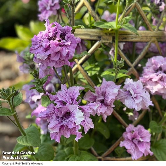 Petunia 'Allegra Orchid Vein'